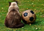 开云棋牌试玩-曼城战平马竞，托马斯穆勒梅开二度欧冠之夜