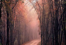 开云棋牌试玩-瑞典乒乓球队鏖战德国乒乓球队，张本智和惊艳世界